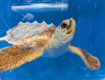Tybee Island Marine Science Center photo 6