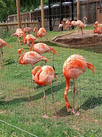 Tulsa Zoo photo 6