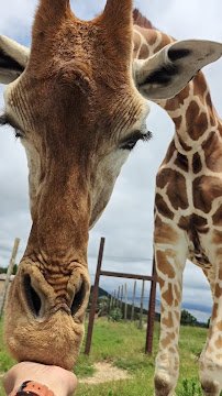 Fossil Rim Wildlife Center-Animal Discoveries photo 2