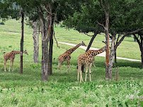 Fossil Rim Wildlife Center-Animal Discoveries photo 4