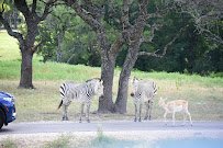 Fossil Rim Wildlife Center-Animal Discoveries photo 5