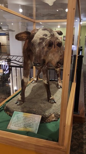 Adams Museum photo 2