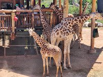 Cheyenne Mountain Zoo photo 4