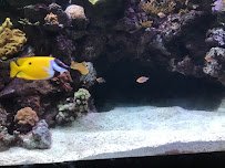 The Great Barrier Reef