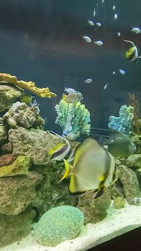 The Great Barrier Reef photo 3