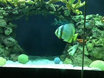 The Great Barrier Reef photo 4