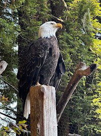Sequoia Park Zoo photo 5
