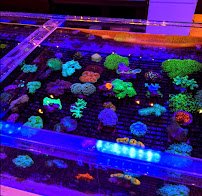 Matt's Corals & Service photo 2