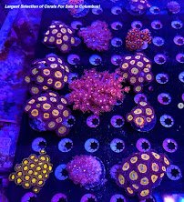 Matt's Corals & Service photo 4