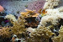 Smithsonian Marine Ecosystems Exhibit