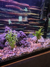 Aquaholic Aquariums LLC photo 3