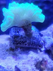 Aquaholic Aquariums LLC photo 4