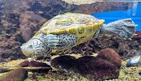 Glen Echo Park Aquarium photo 5