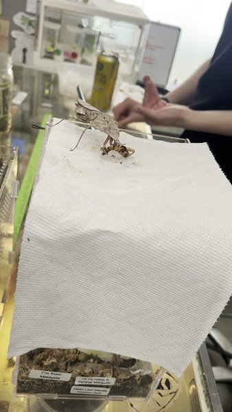Portland Insectarium photo 2