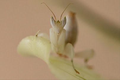 Portland Insectarium photo 3