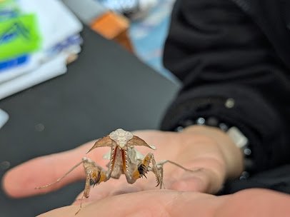 Portland Insectarium photo 4