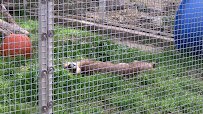 Hillcrest Park Zoo photo 2