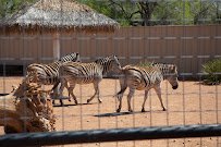 Hillcrest Park Zoo photo 4