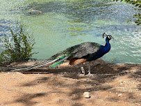 Hillcrest Park Zoo photo 6