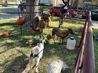 Oba Farms Mobile Petting Zoo photo 3