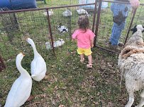 Oba Farms Mobile Petting Zoo photo 5