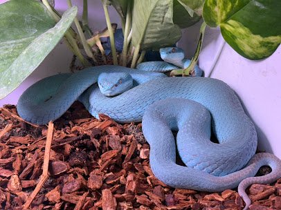 Great Lakes Serpentarium