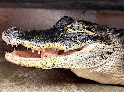 Great Lakes Serpentarium photo 3