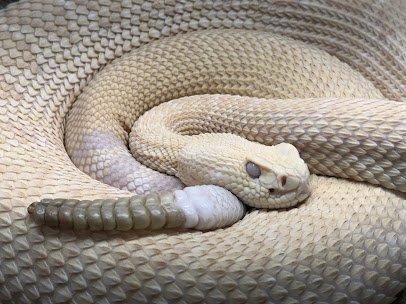 Great Lakes Serpentarium photo 4