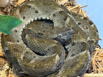 Great Lakes Serpentarium photo 5
