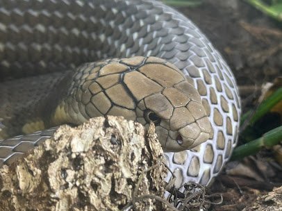 Great Lakes Serpentarium photo 6