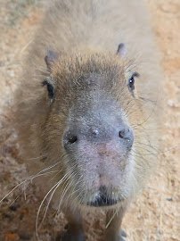Wild Haven Animal Experience photo 6