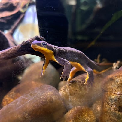 Puget Sound Estuarium photo 5