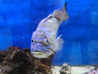 Puget Sound Estuarium photo 6