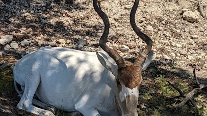 Fossil Rim Wildlife Center photo 2