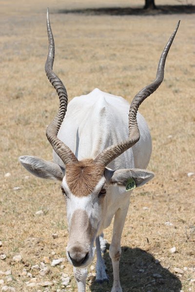 Fossil Rim Wildlife Center photo 5