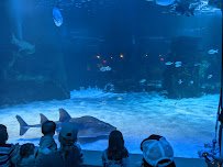 Newport Aquarium