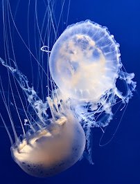 Newport Aquarium photo 3