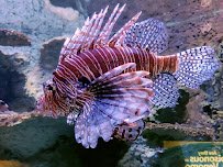 Newport Aquarium photo 5