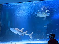 Newport Aquarium photo 6