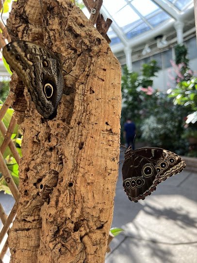 Detroit Zoo Butterfly Garden photo 5