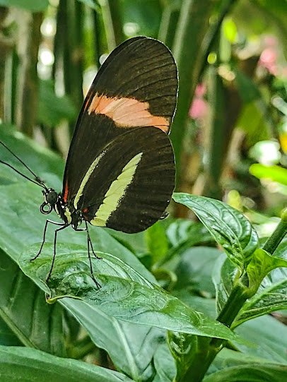 Detroit Zoo Butterfly Garden photo 6