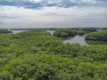 Weedon Island Preserve Cultural and Natural History Center photo 4