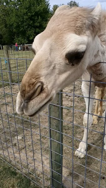 Hobson Adventure Farm photo 2