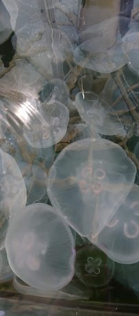 Jellyfish Touch Tank photo 3