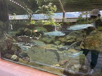 Humboldt Redwood Company Fishery Exhibit photo 5