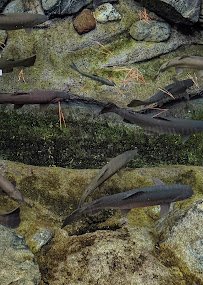 Humboldt Redwood Company Fishery Exhibit photo 6