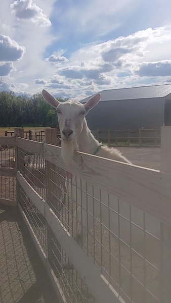 Abma's Farm Market & Petting Zoo: Hillsborough photo 2
