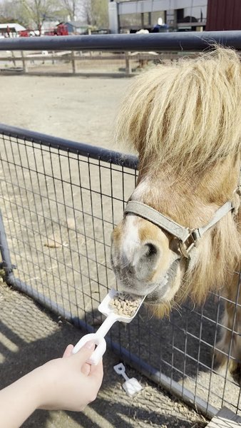 Abma's Farm Market & Petting Zoo: Hillsborough photo 5