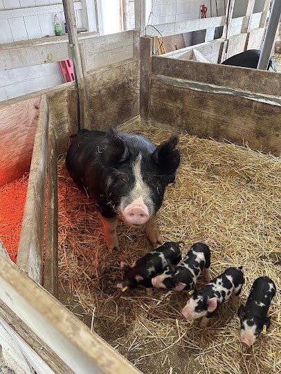 Abma's Farm Market & Petting Zoo: Hillsborough photo 6