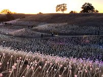 Field of Light photo 3